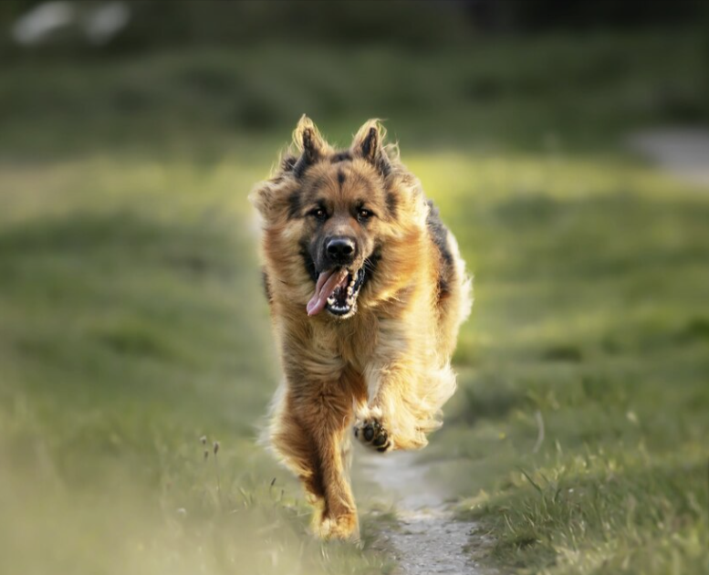 Gun Names For Dogs