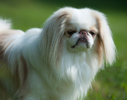 Japanese Chin