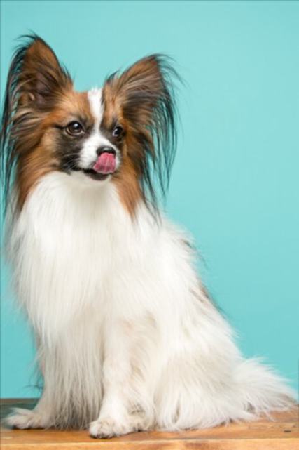 Long-haired Chihuahua