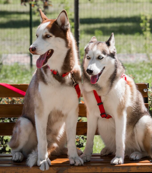 Male And female  Dog