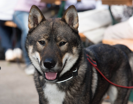 Shikoku