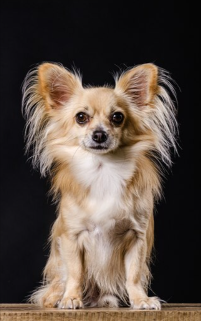 Short-haired Chihuahua