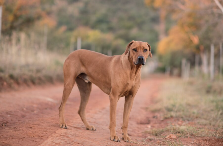 Unique Dog Girl