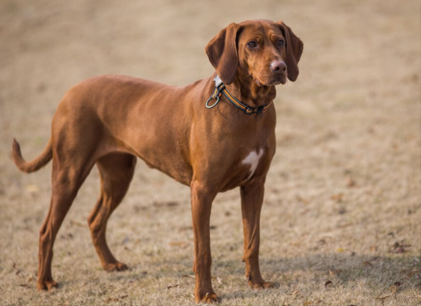 Unique Girl Dog