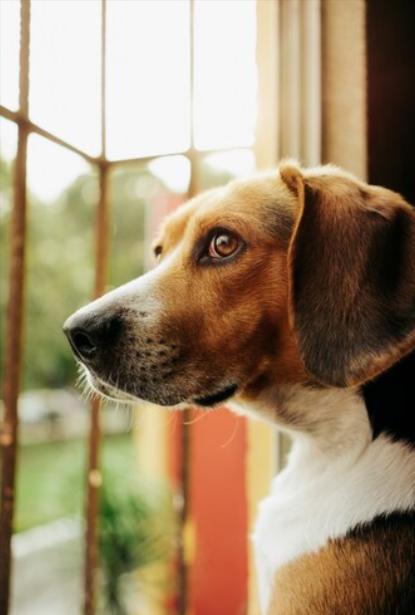 dogs with brown patches