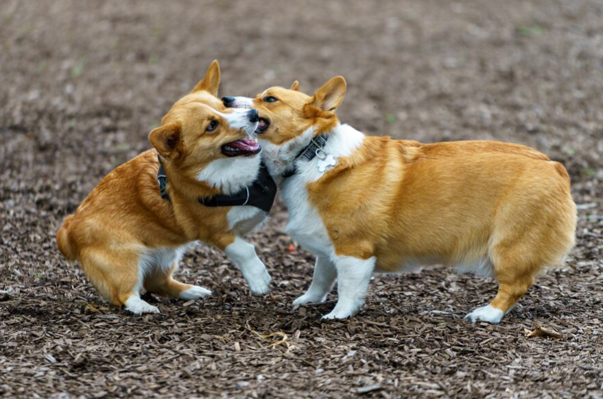 Will A Shock Collar Stop A Dog Fight