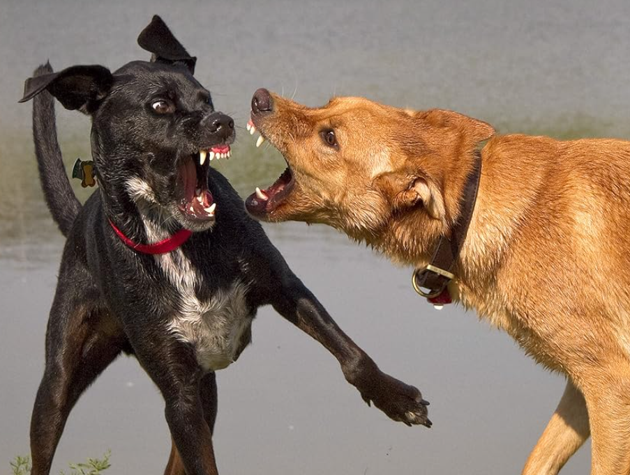 Spray the fighting dogs 