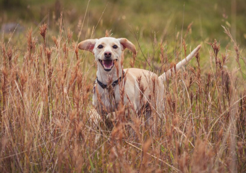 Hunting dog 