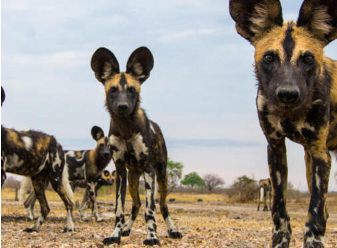 Hyena Morphology