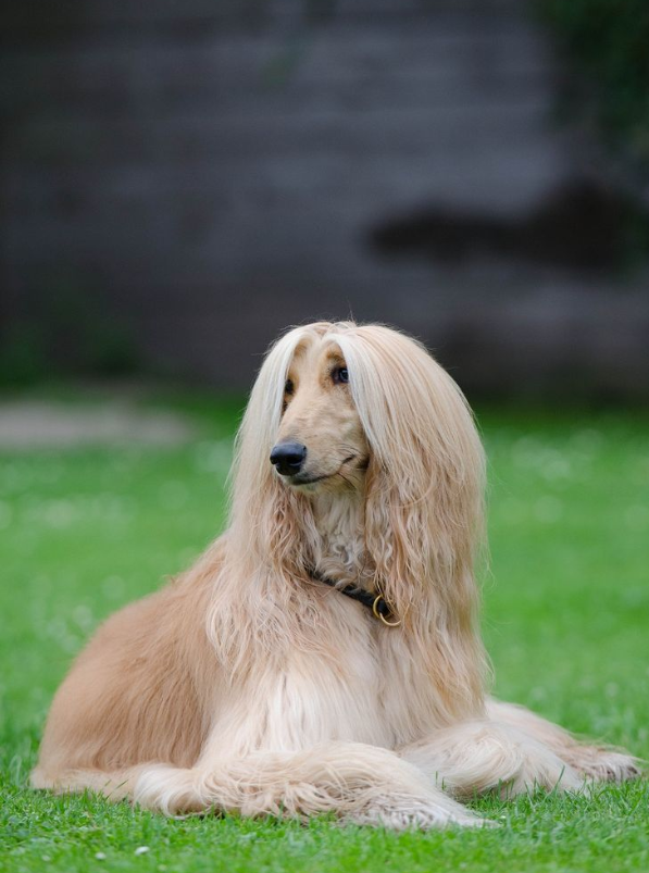 Afghan Hound