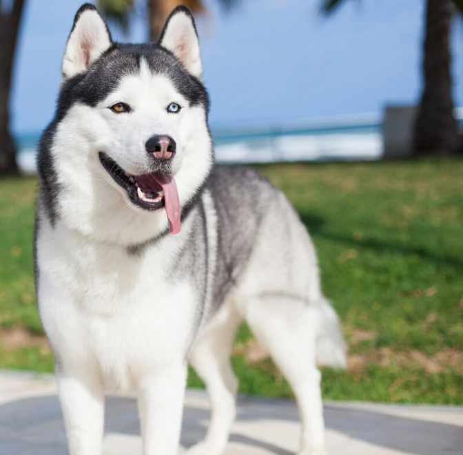 Alaskan Malamute