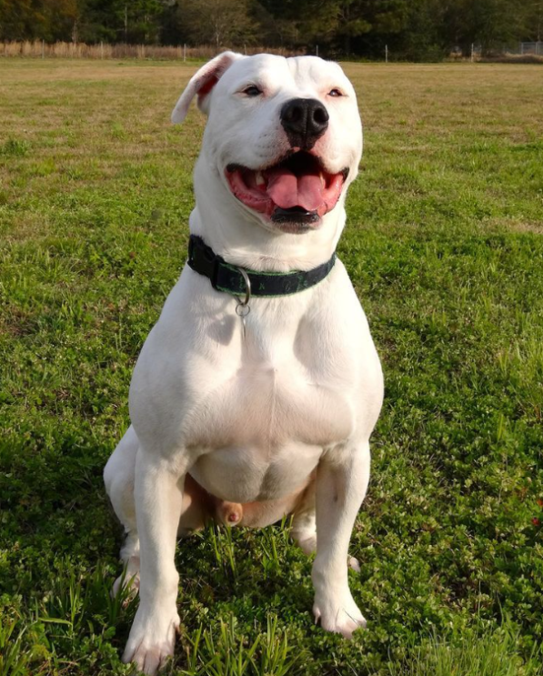 American Bulldog