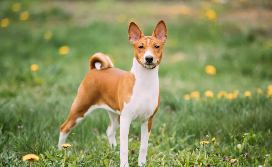 Basenji