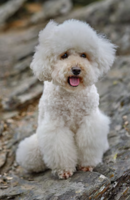 Bichon Frise