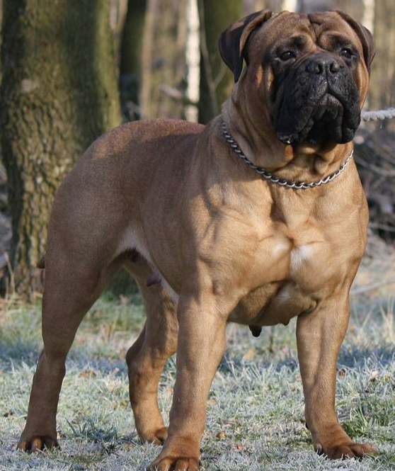 Bullmastiff