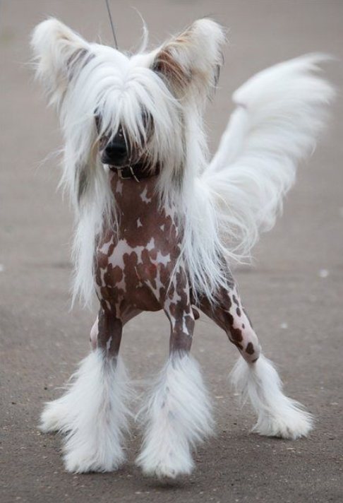 Chinese Crested