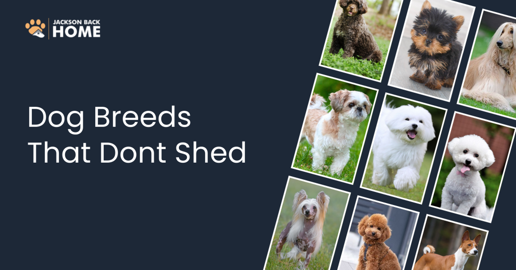 Dog Breeds That Dont Shed