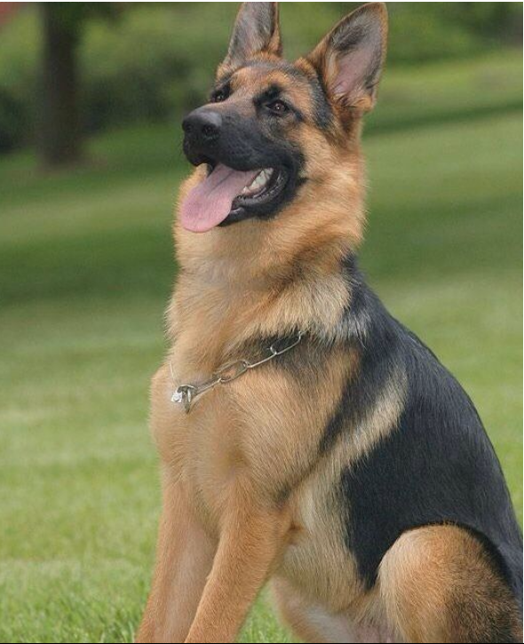 German Shepherd