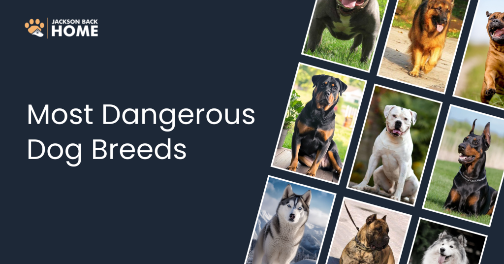 Most Dangerous Dog Breeds