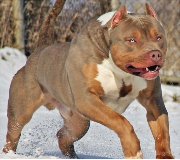 Pit Bull