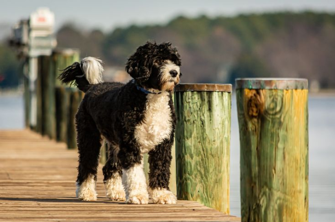 Portuguese Water Dog