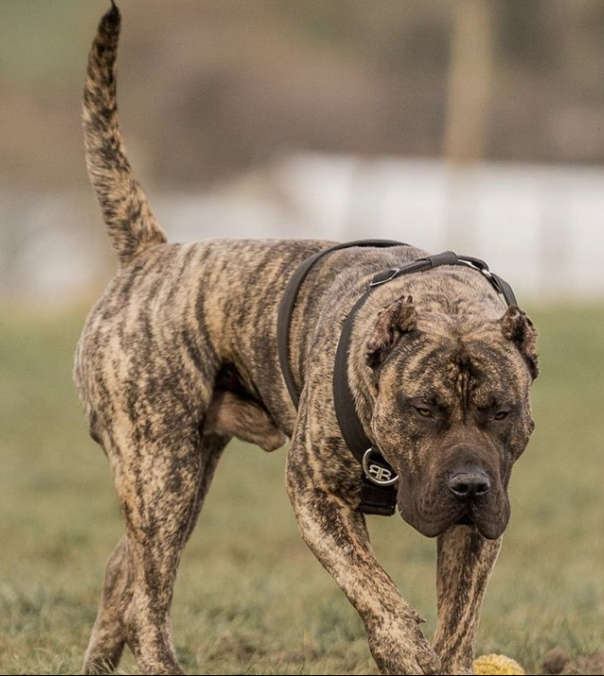 Presa Canario