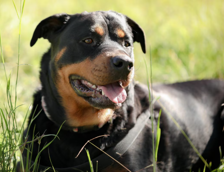 Rottweiler