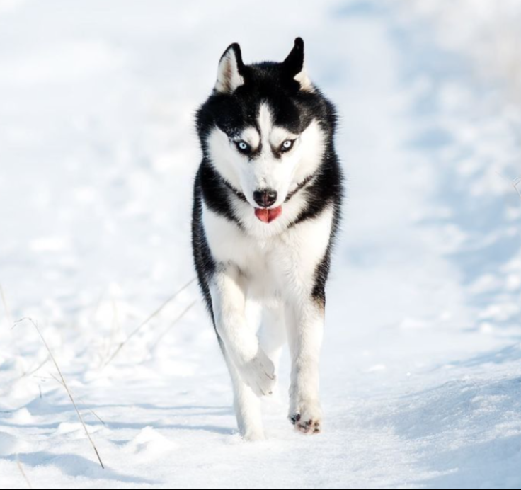 Siberian Husky