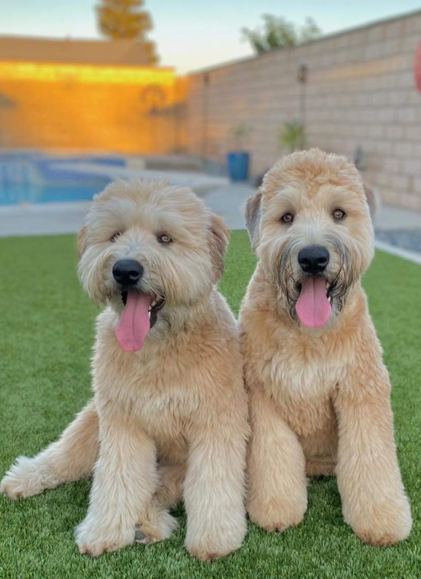 Soft Coated Wheaten Terrier