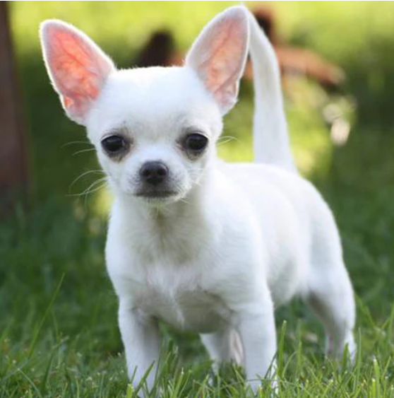 White Deer Head Chihuahua