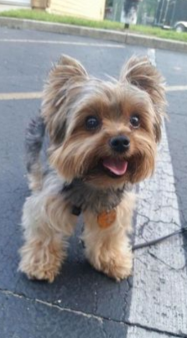 Yorkshire Terrier