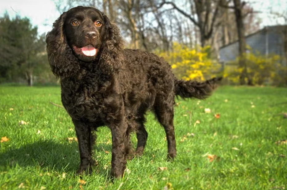 American Water Spaniel