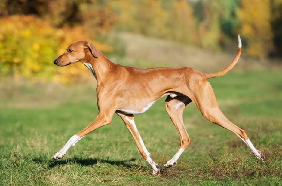 Azawakh - Dog Breeds That Start With C