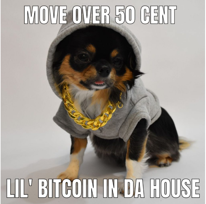 BitCoin Chihuahua