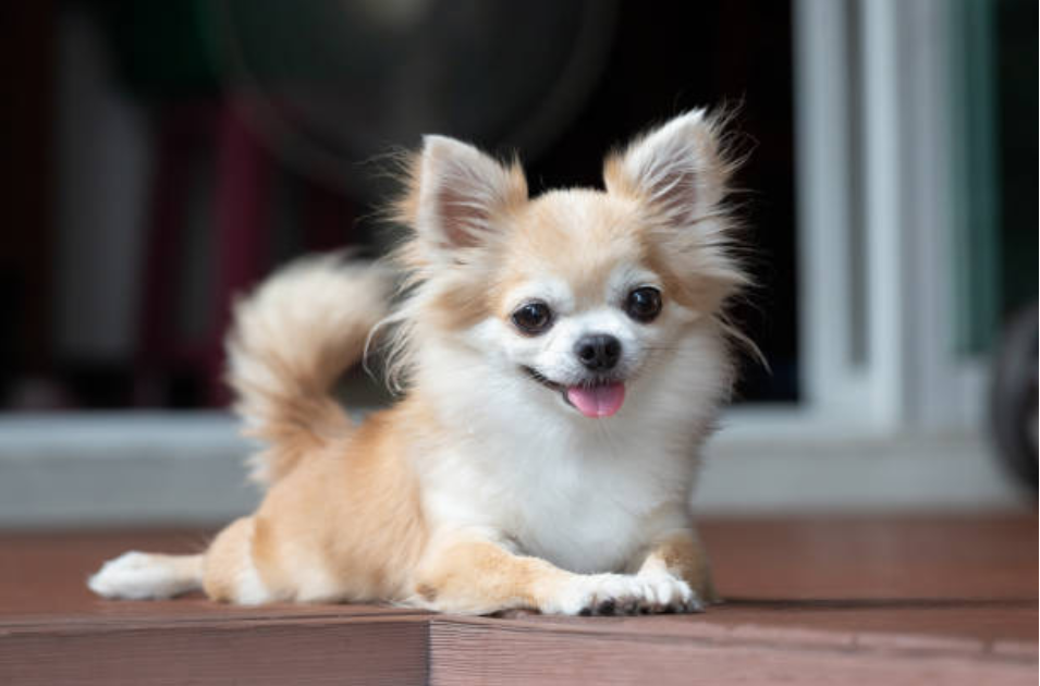 Chihuahua Lifespan Female