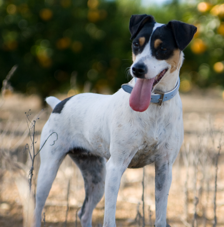 Chilean Fox Terrier