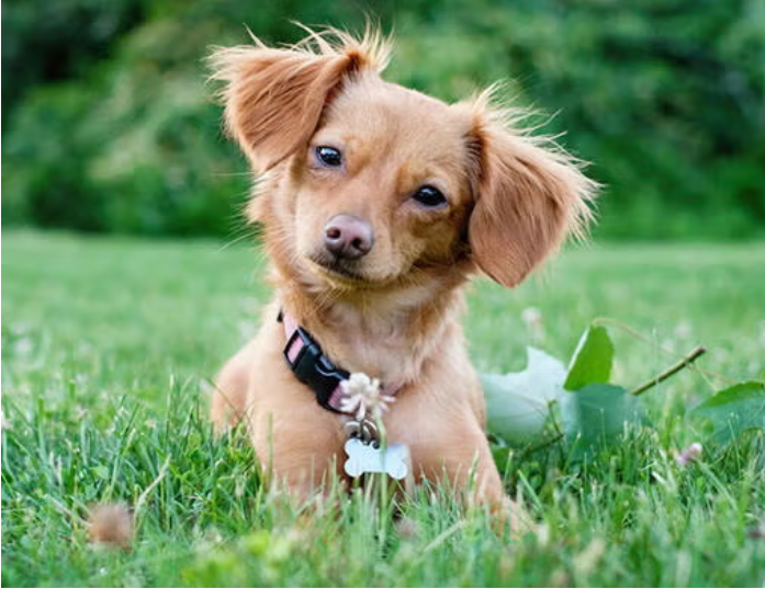 Chiweenie - Chihuahua Dachshund Mix