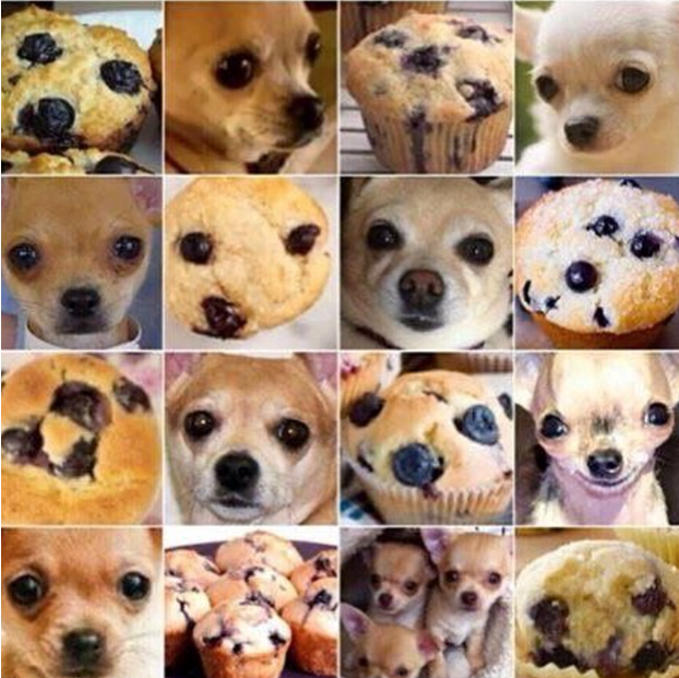 Cookie Chihuahua