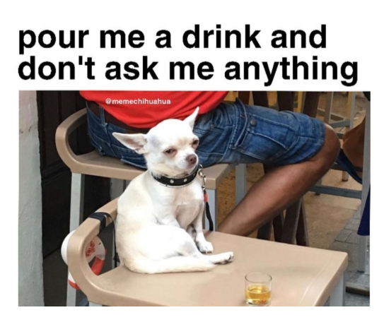 Drunkard Chihuahua