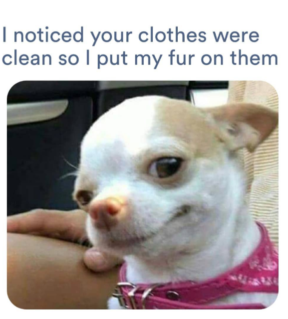 Furry Chihuahua