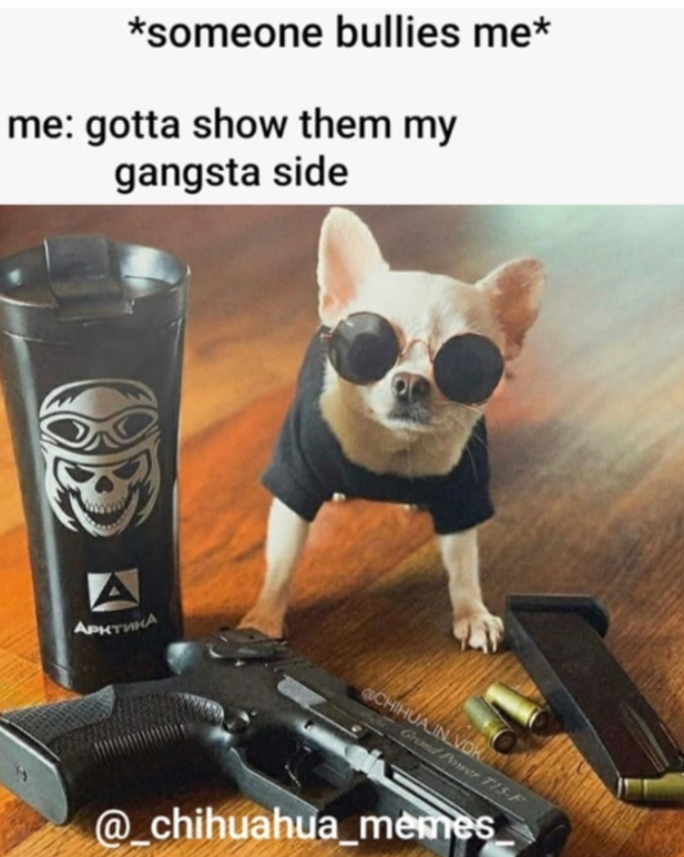 Gangsta Chihuahua