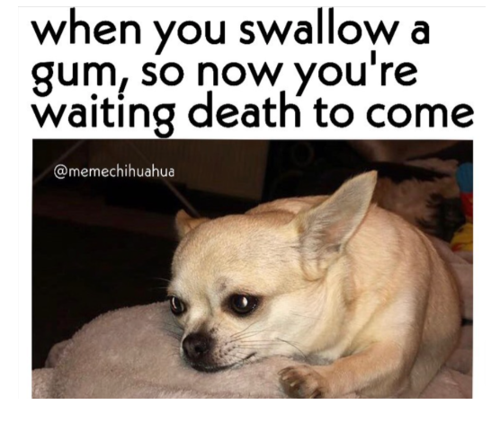 Gum eating Chihuahua