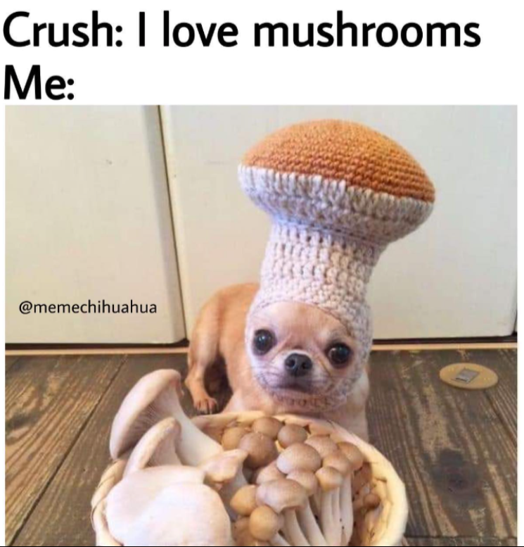 Mushroom Chihuahua