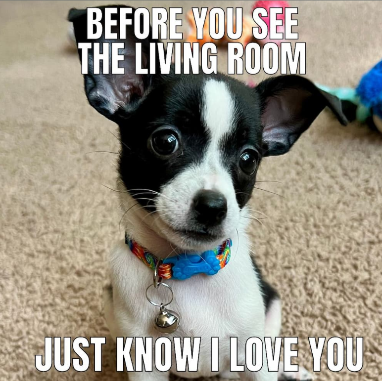 Puppy Eyes Chihuahua