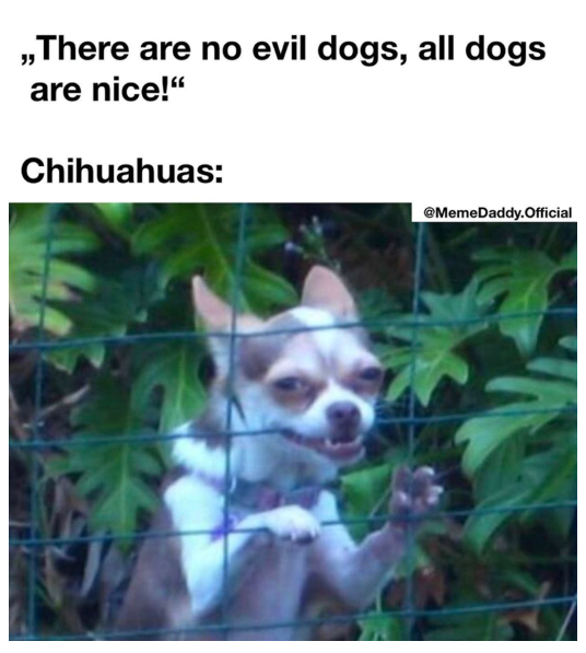 Real ID Chihuahua