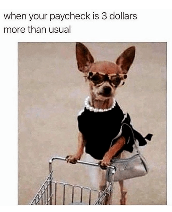 Sassy and Unbothered Chihuahua