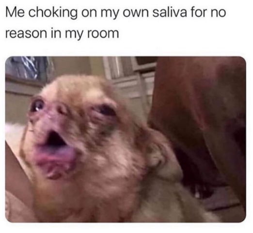 Self-Sabotage Chihuahua