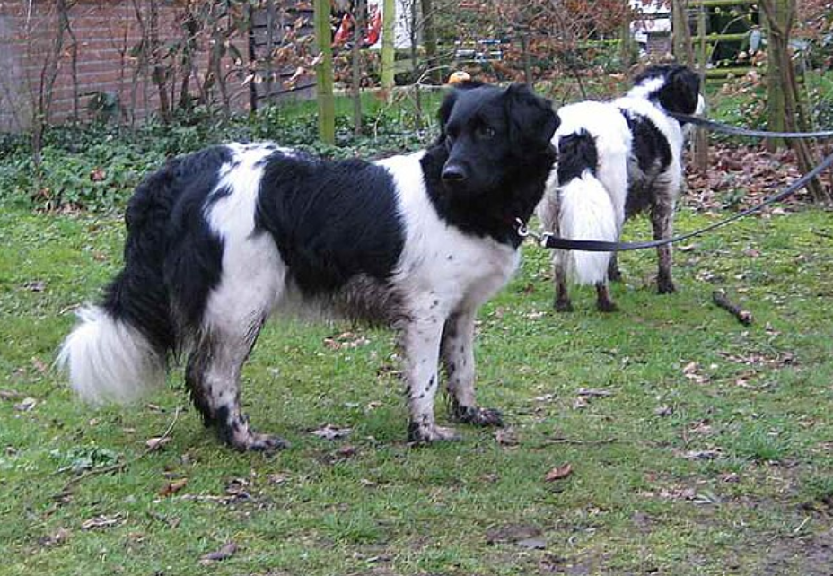 Stabyhoun - Dog Breeds That Start With C