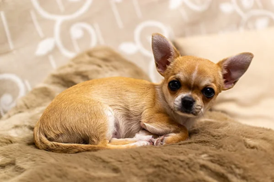 Teacup Chihuahua Lifespan