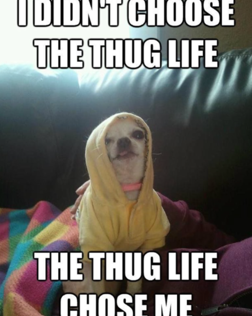 Thug life Chihuahua